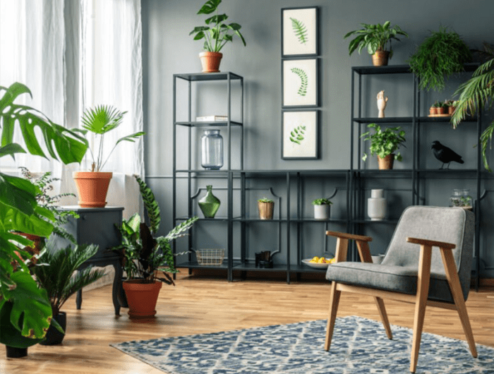 How to decorate indoor plants in living room