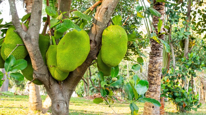 How to cook ripe jackfruit filipino style