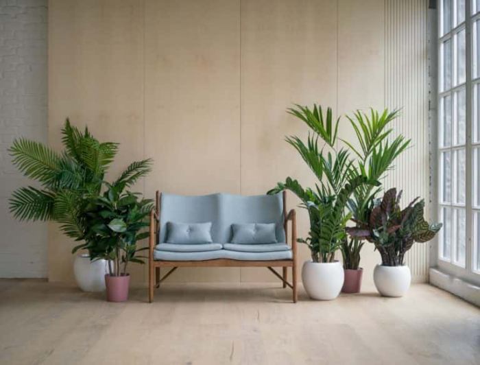 How to decorate indoor plants in living room